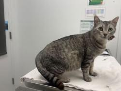 Shelter Stray Female Cat last seen Near Myrtle Avenue, 64127, MO, Kansas City, MO 64132