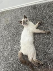 Lost Female Cat last seen Parkvale, worrior, grenoble, Grand Prairie, TX 75052