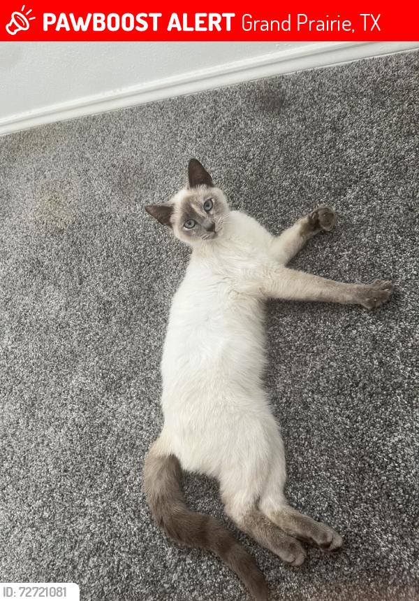 Lost Female Cat last seen Parkvale, worrior, grenoble, Grand Prairie, TX 75052