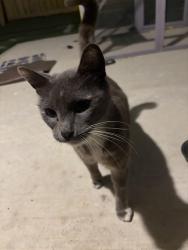 Found/Stray Unknown Cat last seen Mykawa and selinsky , Houston, TX 77048