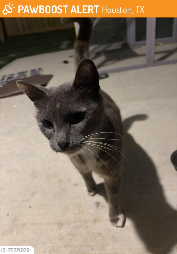 Found/Stray Unknown Cat last seen Mykawa and selinsky , Houston, TX 77048
