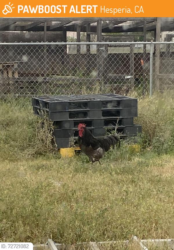 Found/Stray Male Bird last seen Cottonwood and Cedar Street, Hesperia, CA 92340