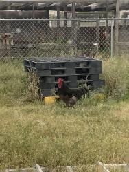 Found/Stray Male Bird last seen Cottonwood and Cedar Street, Hesperia, CA 92340