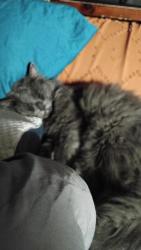 Lost Male Cat last seen Ziggy's coffee 3rd and dillingham , Mead, CO 80542