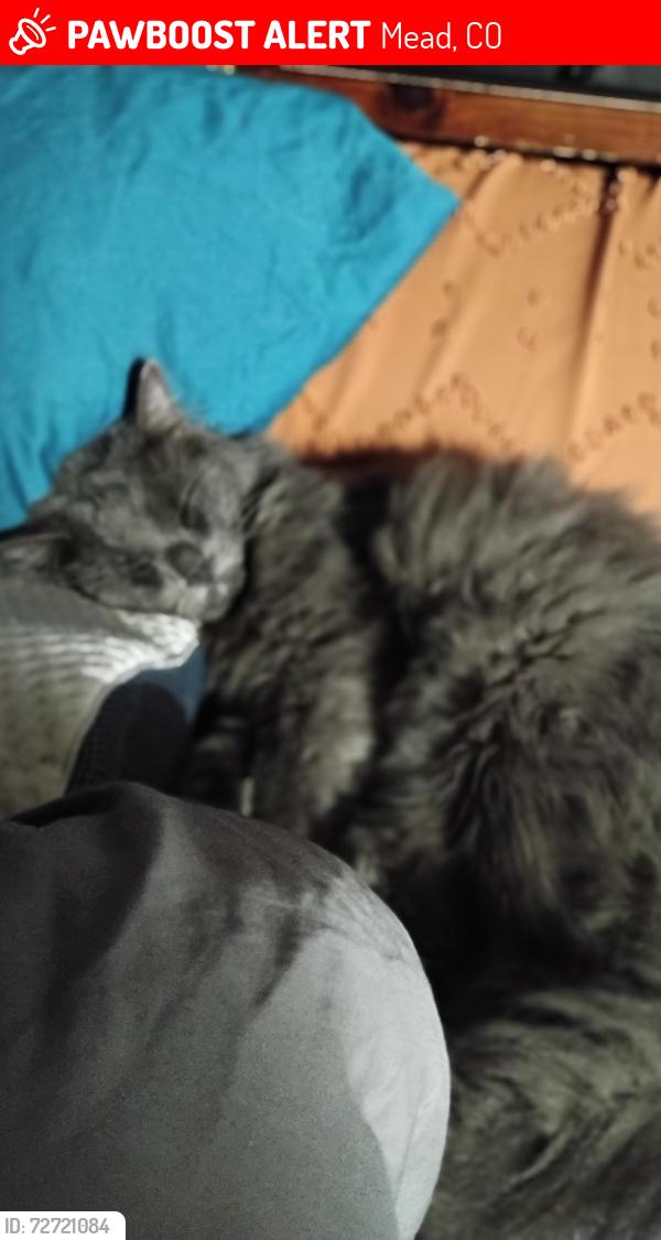 Lost Male Cat last seen Ziggy's coffee 3rd and dillingham, Mead, CO 80542