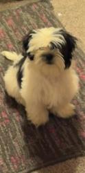 Lost Male Dog last seen Sardis Hwy, Timmonsville, SC 29161
