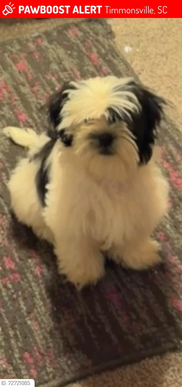 Lost Male Dog last seen Sardis Hwy, Timmonsville, SC 29161
