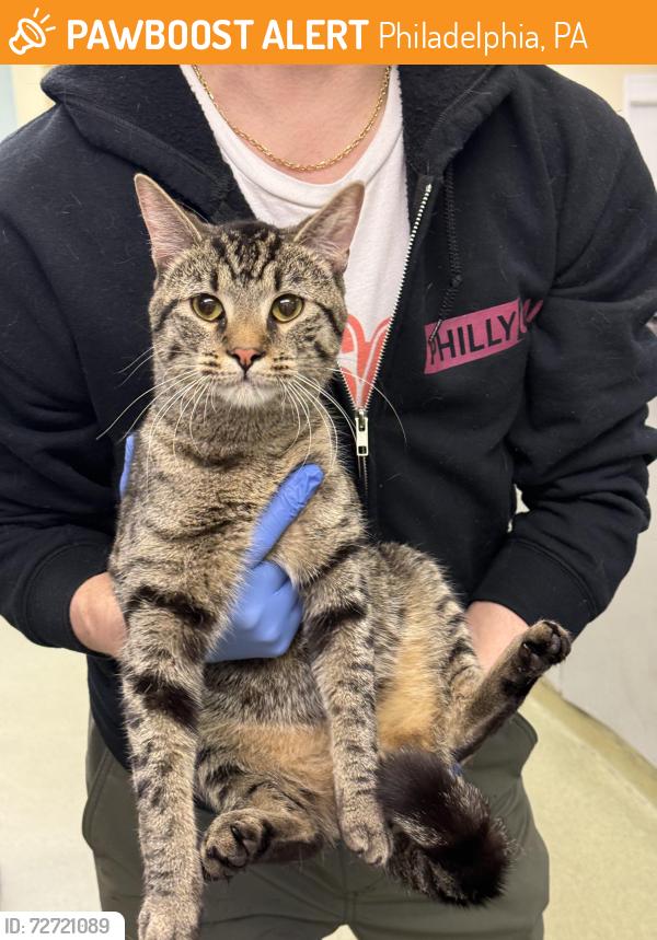 Found/Stray Unknown Cat last seen Jefferson Square Park, Philadelphia, PA 19147