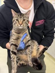Found/Stray Unknown Cat last seen Jefferson Square Park, Philadelphia, PA 19147