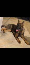 Lost Male Dog last seen Dixon elementary, Irvington, AL 36544
