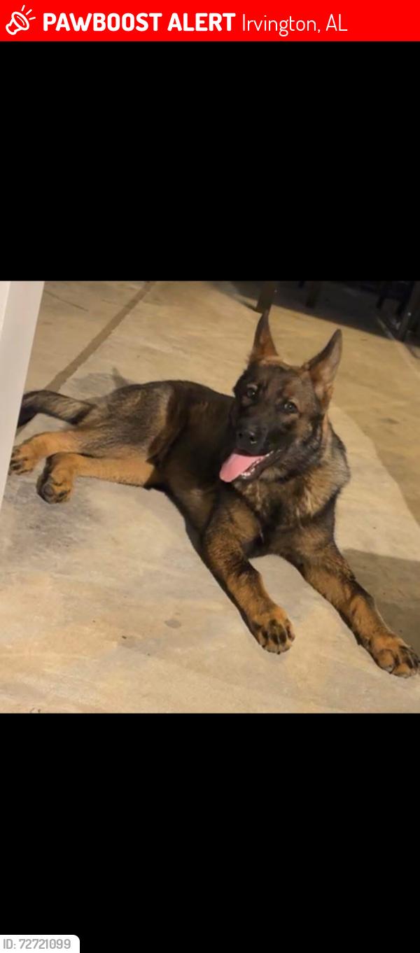 Lost Male Dog last seen Dixon elementary, Irvington, AL 36544