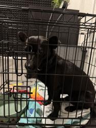Found/Stray Male Dog last seen North foster Road and Willow Point Blvd, San Antonio, TX 78219