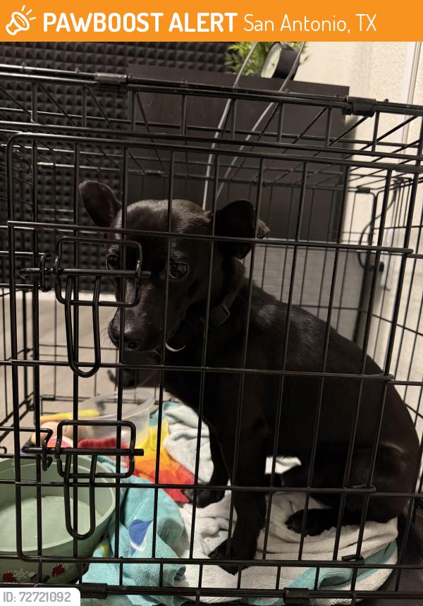 Found/Stray Male Dog last seen North foster Road and Willow Point Blvd, San Antonio, TX 78219