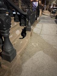 Found/Stray Unknown Cat last seen Union street between Clinton and Henry, Brooklyn, NY 11231