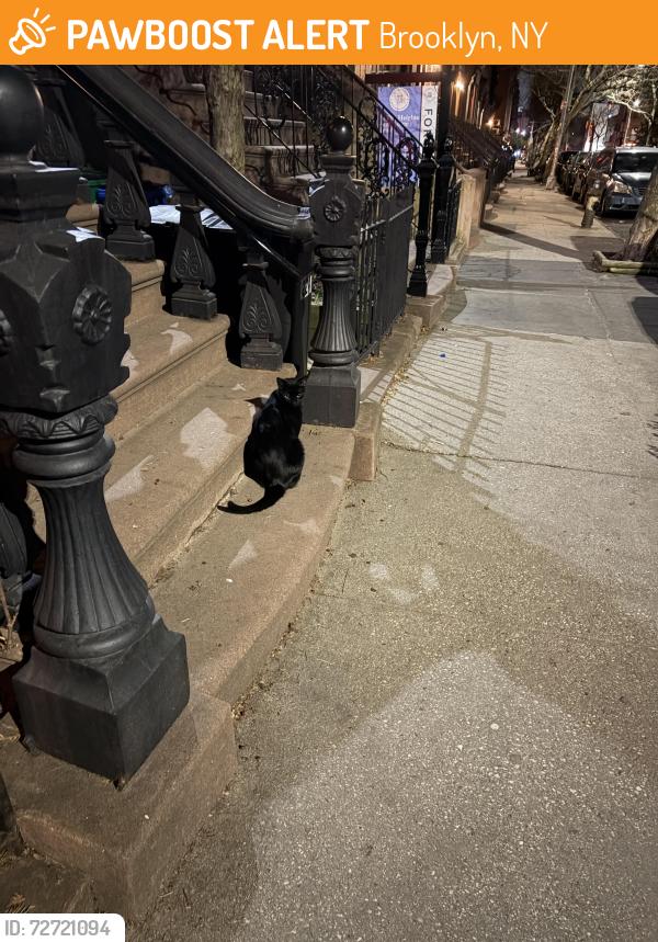 Found/Stray Unknown Cat last seen Union street between Clinton and Henry, Brooklyn, NY 11231