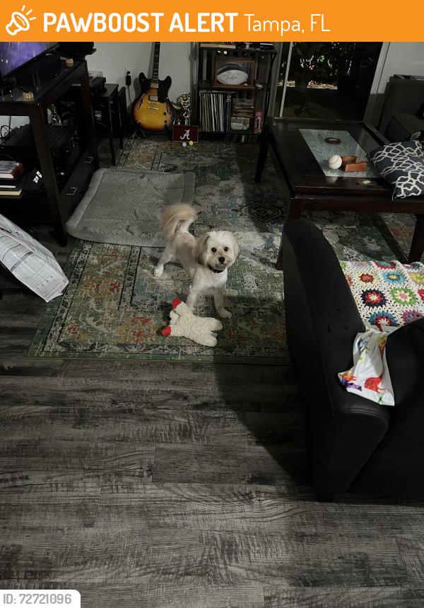 Found/Stray Male Dog last seen Memorial Highway, Tampa, FL 33615