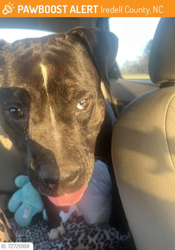 Found/Stray Male Dog last seen Tatum rd, Iredell County, NC 28660