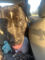 Found/Stray Male Dog last seen Tatum rd, Iredell County, NC 28660
