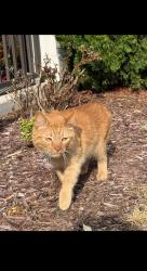 Found/Stray Male Cat last seen The Nations, Louisiana Ave , Nashville, TN 37209