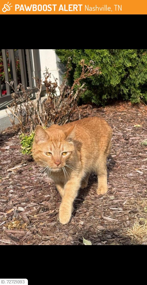 Found/Stray Male Cat last seen The Nations, Louisiana Ave , Nashville, TN 37209