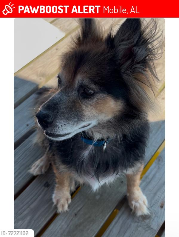 Lost Male Dog last seen Olivine, Mobile, AL, Mobile, AL 36617