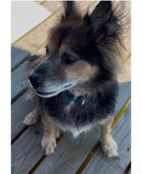 Lost Male Dog last seen Olivine, Mobile, AL, Mobile, AL 36617