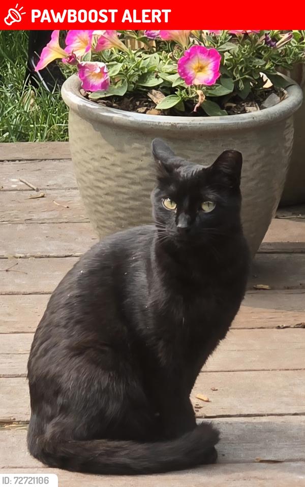Lost Female Cat last seen Sashabaw and Maybee Rd, Village of Clarkston, MI 48346