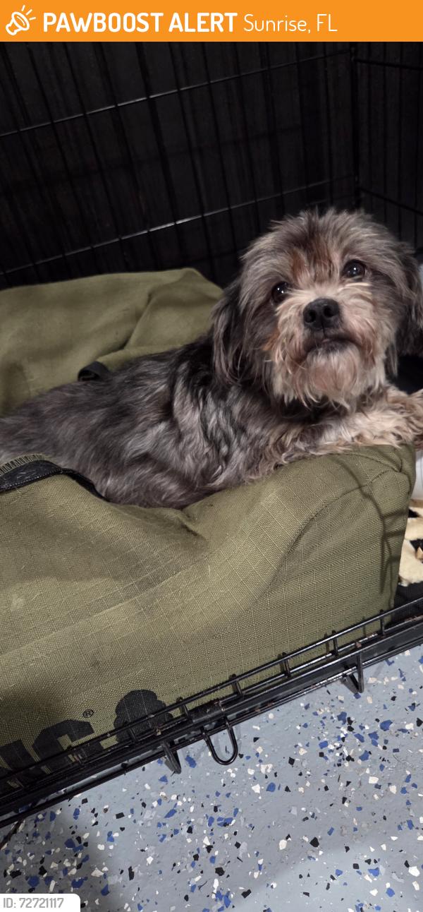 Found/Stray Female Dog last seen Pine island Rd and NW 25 Ct, Sunrise, FL 33322