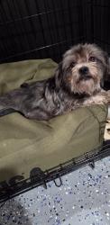 Found/Stray Female Dog last seen Pine island Rd and NW 25 Ct, Sunrise, FL 33322
