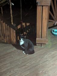 Found/Stray Unknown Cat last seen Guilford road & Rte 1, Jessup, MD 20794