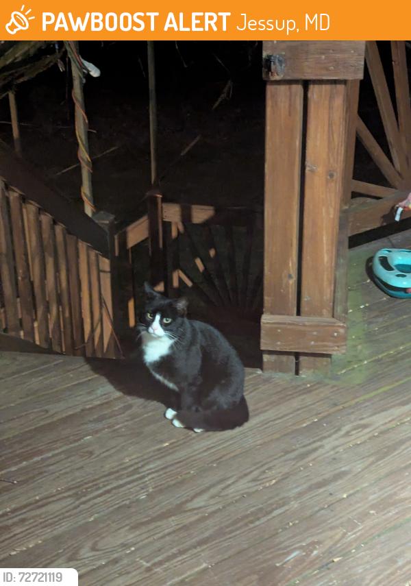 Found/Stray Unknown Cat last seen Guilford road & Rte 1, Jessup, MD 20794