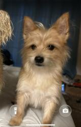 Lost Male Dog last seen Macarthur view, San Antonio, TX 78217