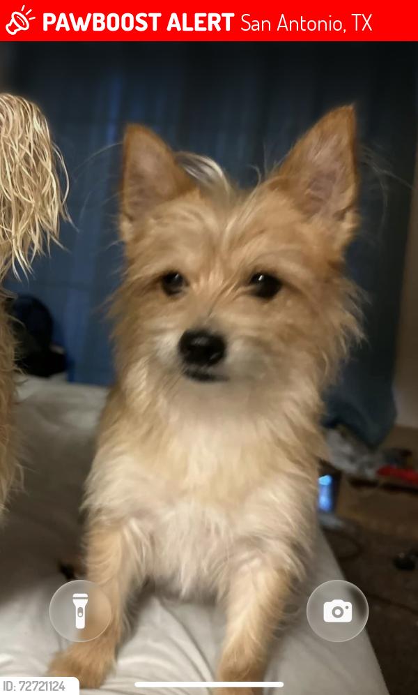 Lost Male Dog last seen Macarthur view, San Antonio, TX 78217