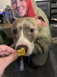 Found/Stray Female Dog last seen Planned Parenthood , Mount Vernon, WA 98273