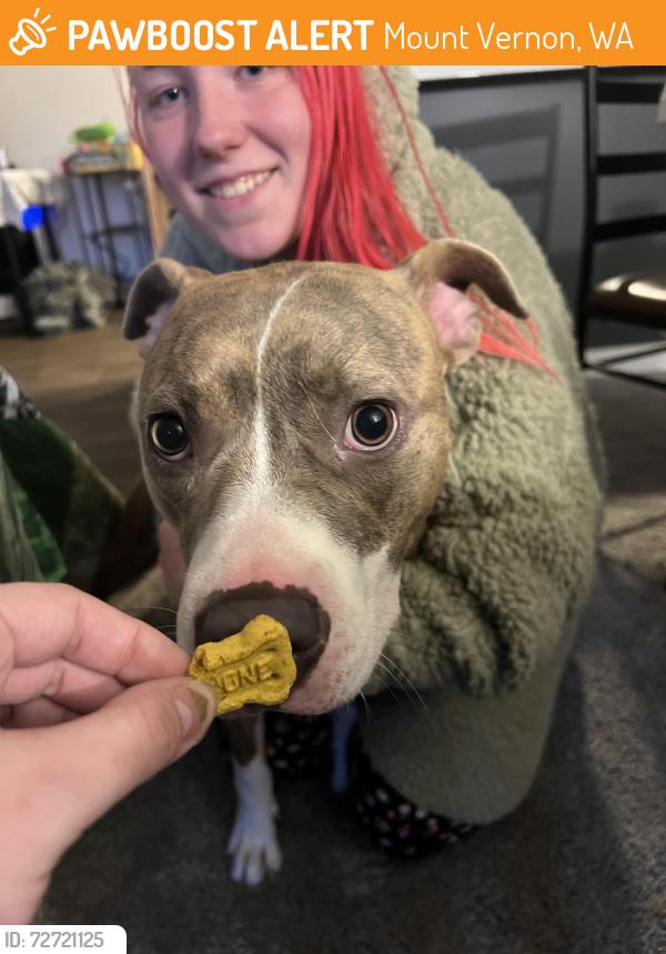 Found/Stray Female Dog last seen Planned Parenthood , Mount Vernon, WA 98273