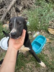 Found/Stray Female Dog last seen Detrás de casa árboles , Greenville, SC 29617