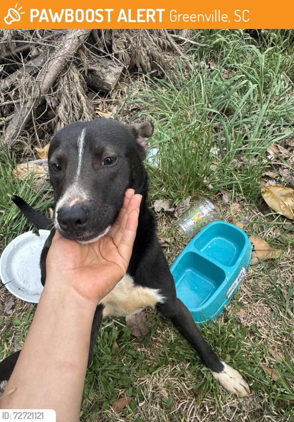 Found/Stray Female Dog last seen Detrás de casa árboles , Greenville, SC 29617