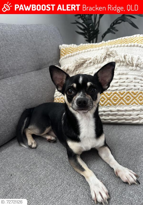 Lost Male Dog last seen bracken ridge , Bracken Ridge, QLD 4017