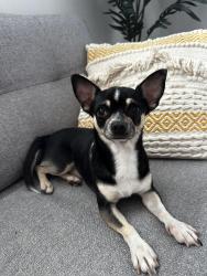 Lost Male Dog last seen bracken ridge , Bracken Ridge, QLD 4017