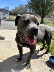 Found/Stray Male Dog last seen Forkners chapel rd sweetwater tn, Sweetwater, TN 37874