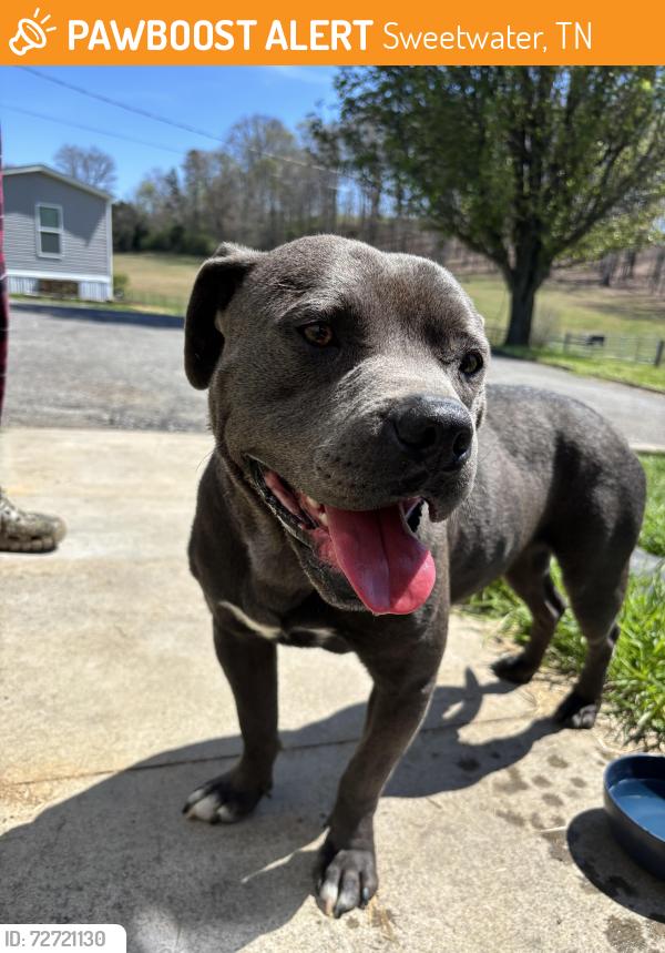 Found/Stray Male Dog last seen Forkners chapel rd sweetwater tn, Sweetwater, TN 37874