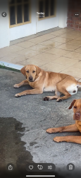 Lost Female Dog last seen Old hwy 24 and Ashborough Lane close to oak grove middle school. Hattiesburg MS, Hattiesburg, MS 39402