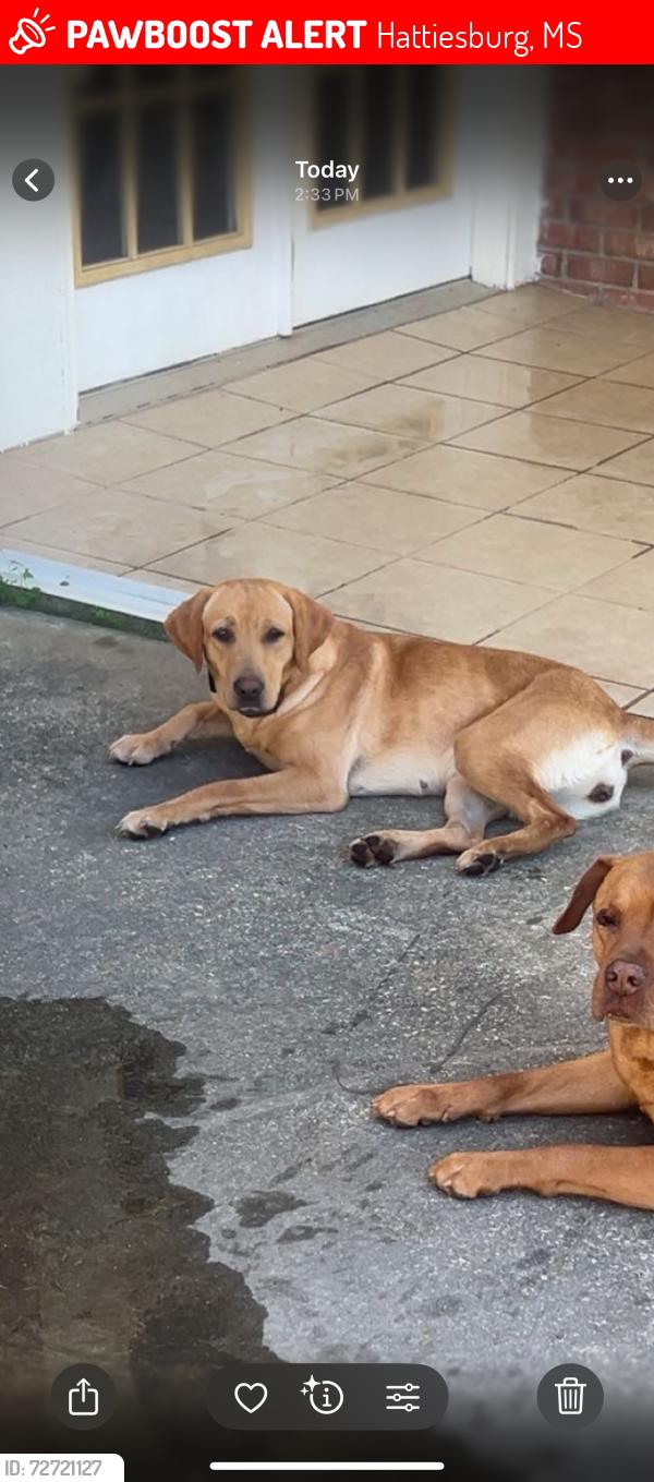 Lost Female Dog last seen Old hwy 24 and Ashborough Lane close to oak grove middle school. Hattiesburg MS, Hattiesburg, MS 39402