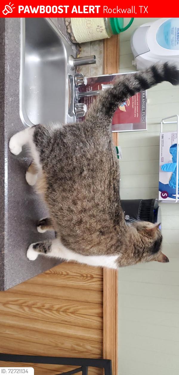 Lost Female Cat last seen Bouvier St & Miller Rd, Rockwall, TX 75032