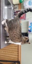 Lost Female Cat last seen Bouvier St & Miller Rd, Rockwall, TX 75032