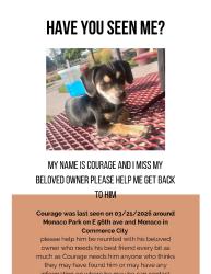 Lost Male Dog last seen Monaco Park and pioneer Park, Denver, CO 80022