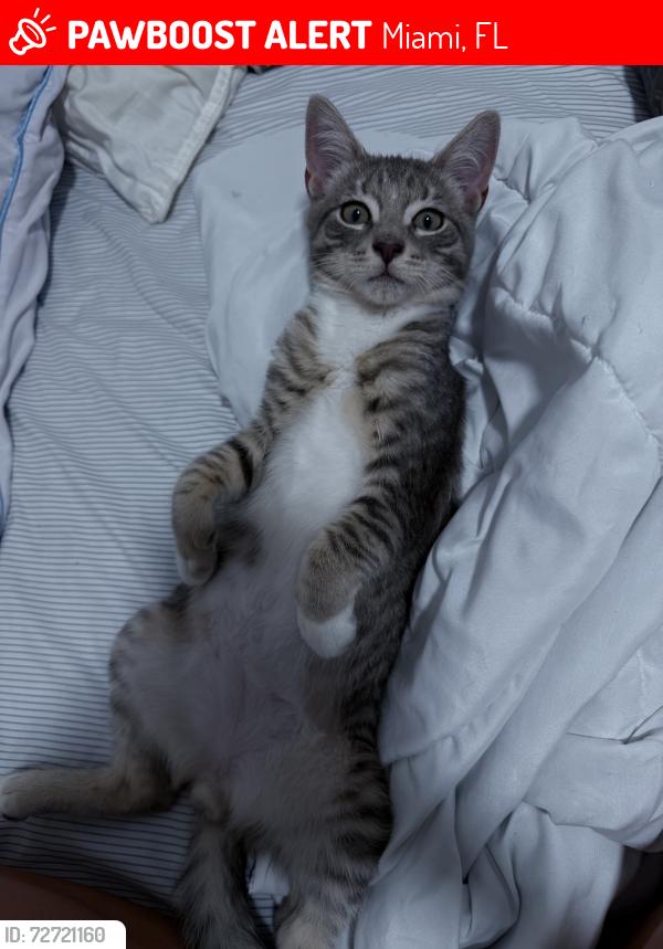 Lost Male Cat last seen ests oaks, Miami, FL 33177