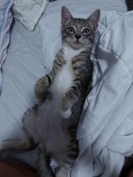 Lost Male Cat last seen ests oaks, Miami, FL 33177