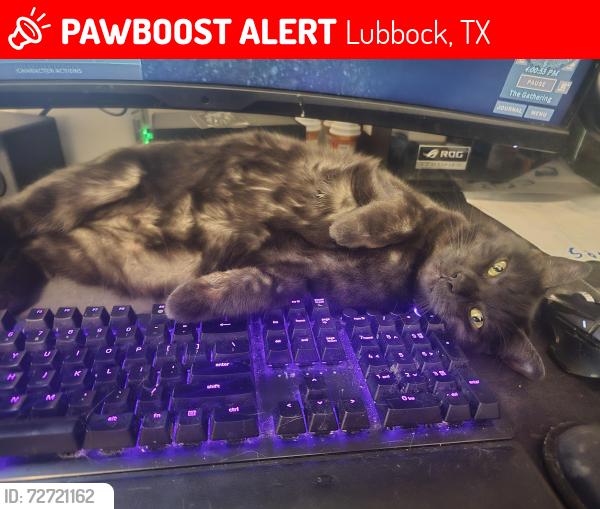 Lost Female Cat last seen 19th, Lubbock, TX 79407