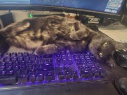 Lost Female Cat last seen 19th, Lubbock, TX 79407